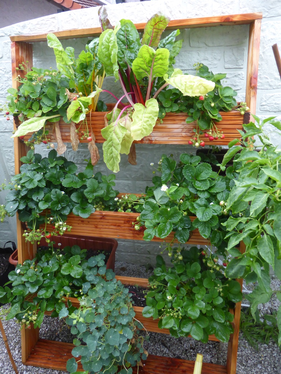 Construye tu propia escalera de plantas para jardinería vertical