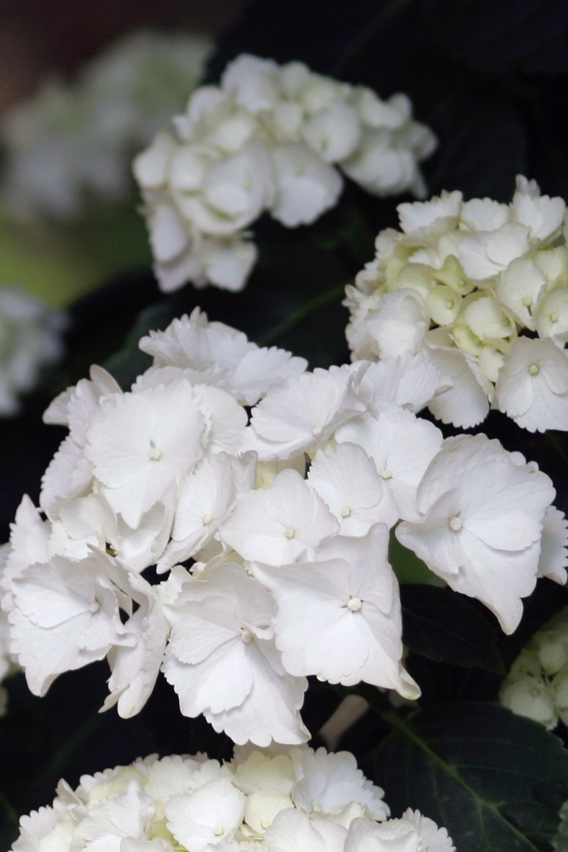 Plantas de interior con flores blancas | jardín de alegría