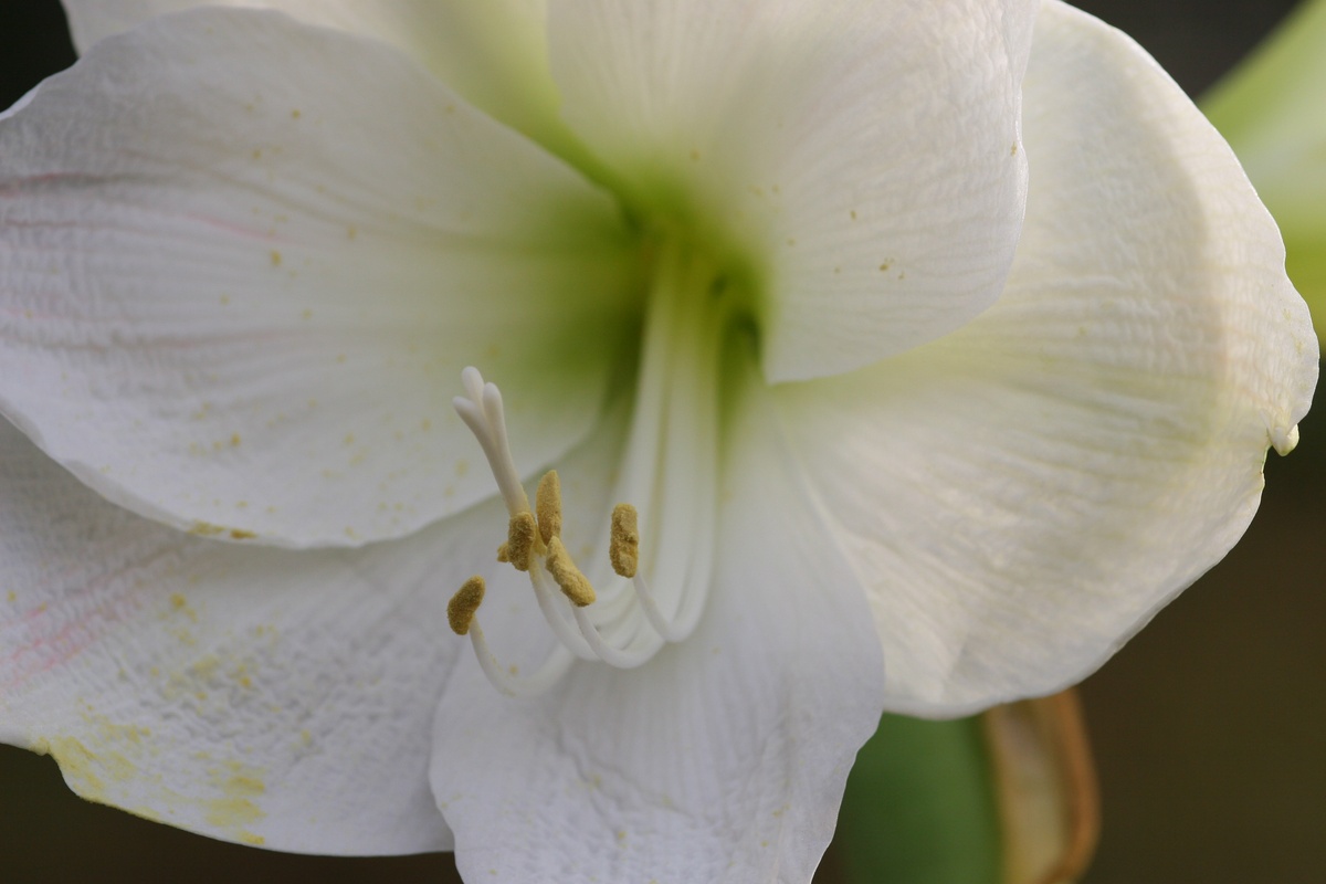 Cuidados de Amaryllis: así vuelve a florecer el Ritterstern cada año