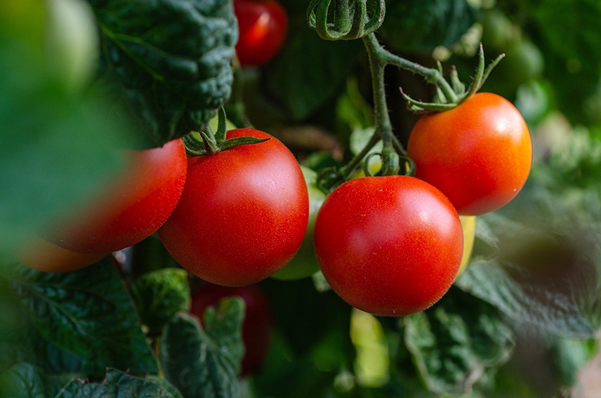 Fertilice los tomates con remedios caseros; crecen mejor con estos