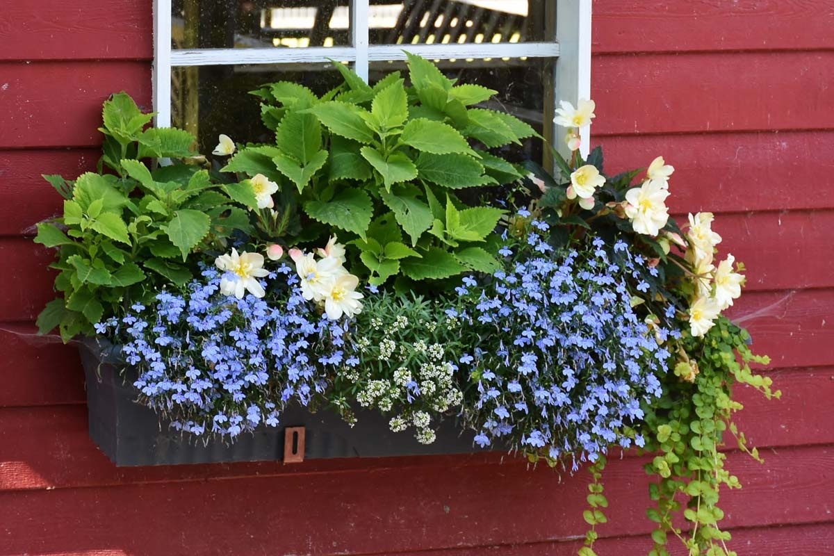 Plantar jardineras de balcón correctamente | jardín de alegría