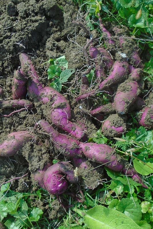 Preferir y cultivar batatas | jardín de alegría