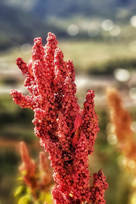 Cultivo de quinua: así crece el pseudocereal en tu jardín