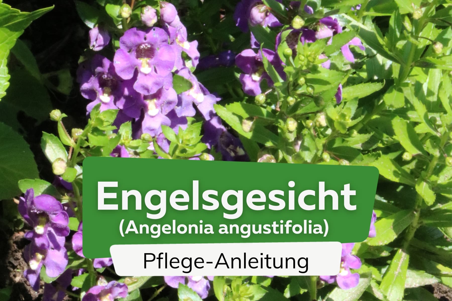 Angelonia angustifolia, flor de cara de ángel: cuidados | ¿Es resistente?