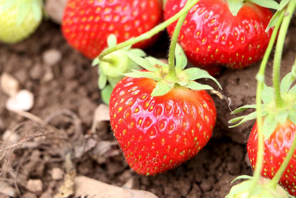 Fertilice las fresas: haga usted mismo un fertilizante natural para fresas