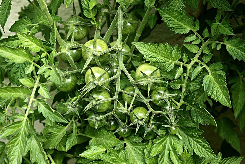 Combate las plagas de forma natural con una decocción o té elaborado con hojas de tomate