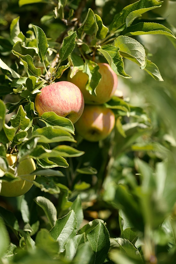 Poda de manzanos en verano – el Junikip