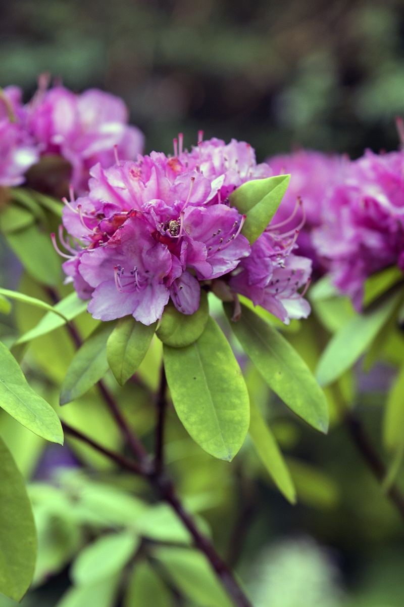 Fertilizar rododendros: el momento y el fertilizante adecuados