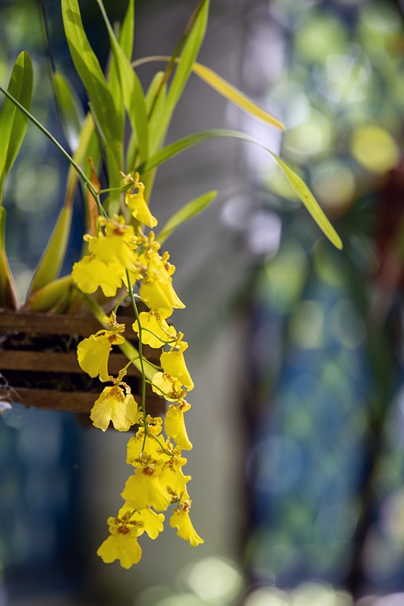 Orquídeas colgantes sin tierra | jardín de alegría