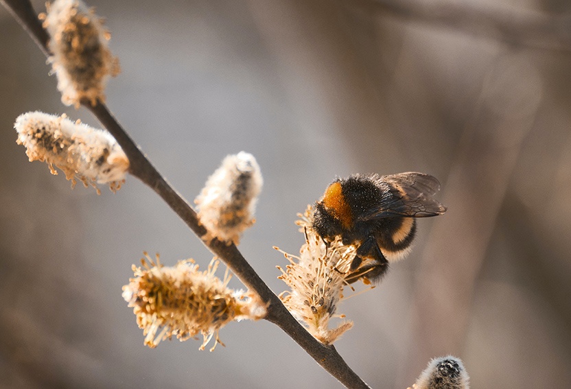 Alimentar a los abejorros en primavera: ¿qué quieren comer los abejorros?