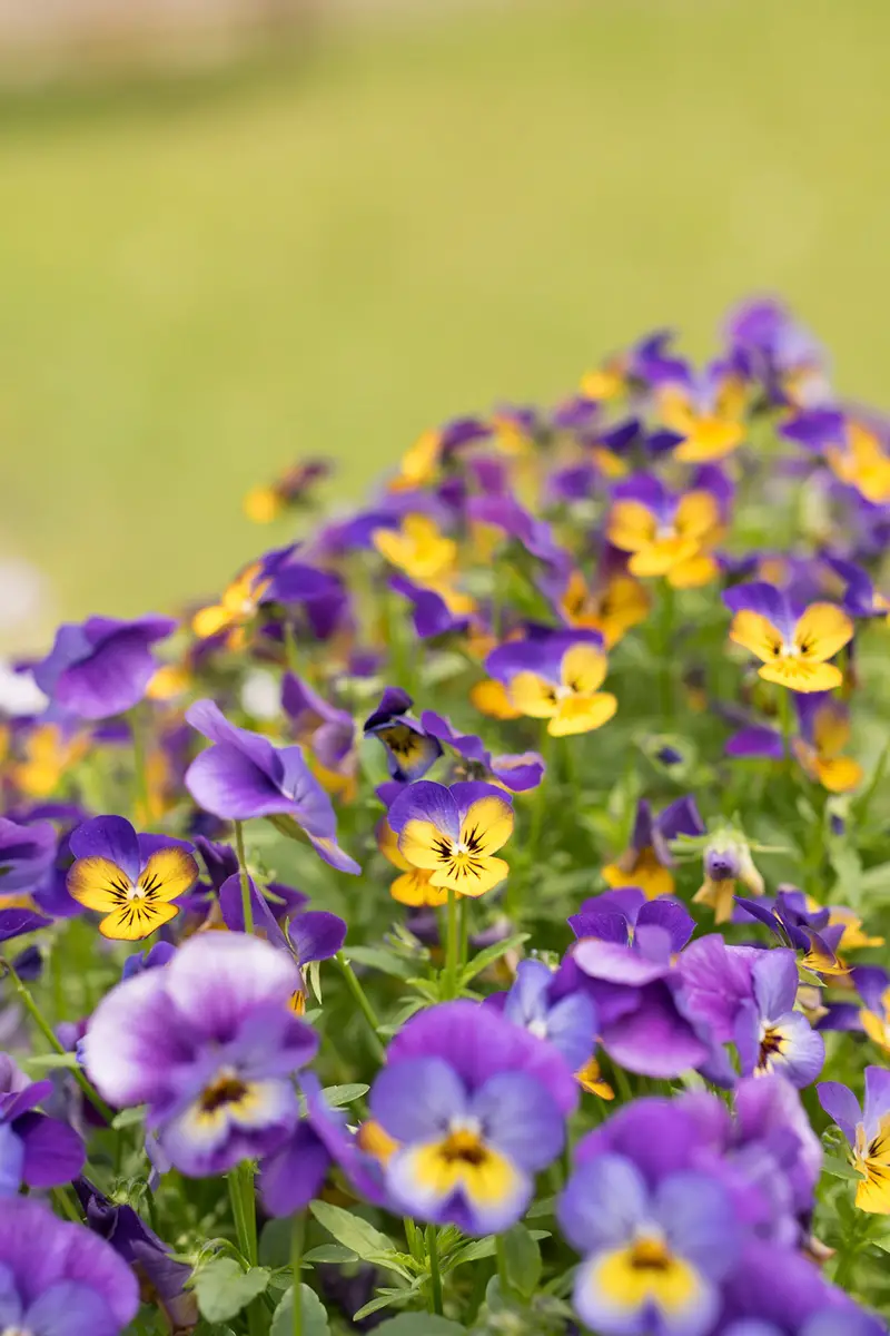 Siembra violetas cornudas, plántalas y cosecha las semillas tú mismo.