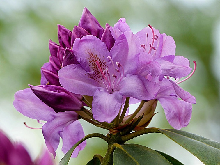 El rododendro no florece: 5 causas y cómo solucionarlas
