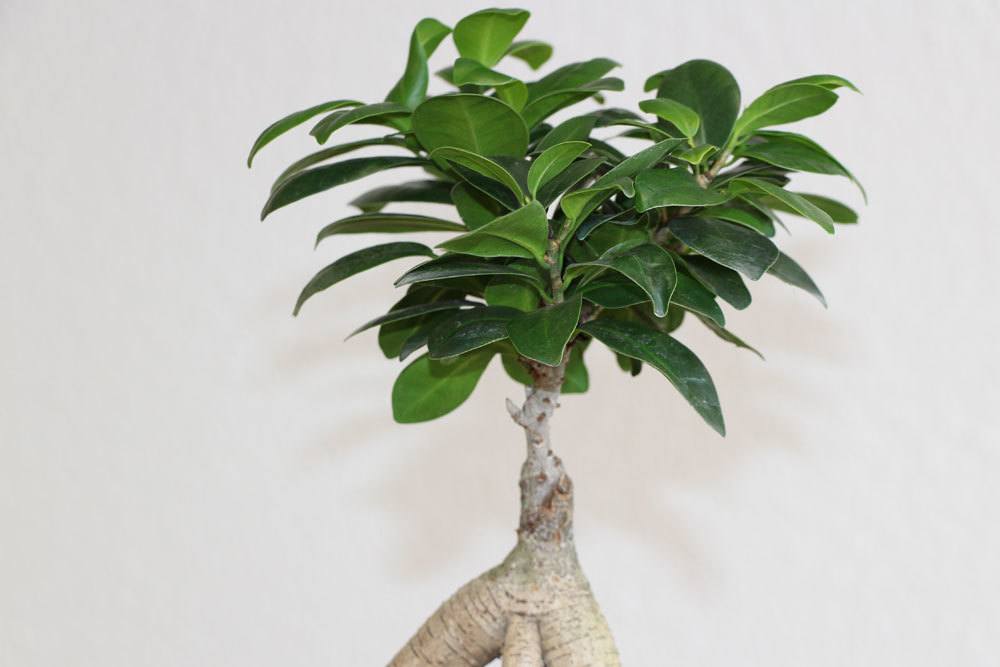 Bonsai Ficus Ginseng pierde hojas: ¿qué hacer?