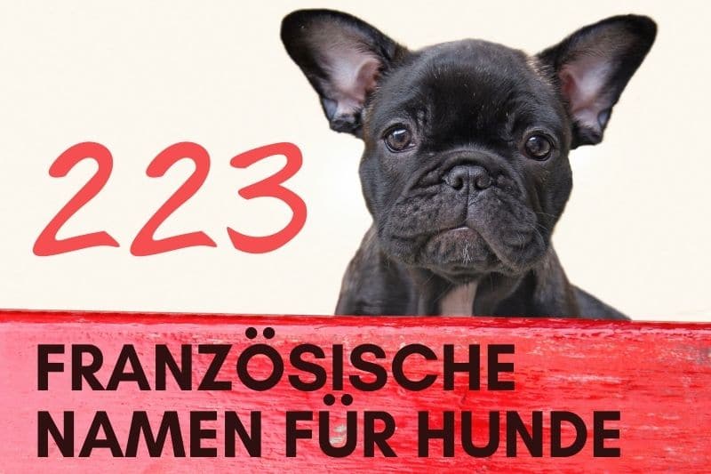 223 nombres de perros franceses: macho y hembra
