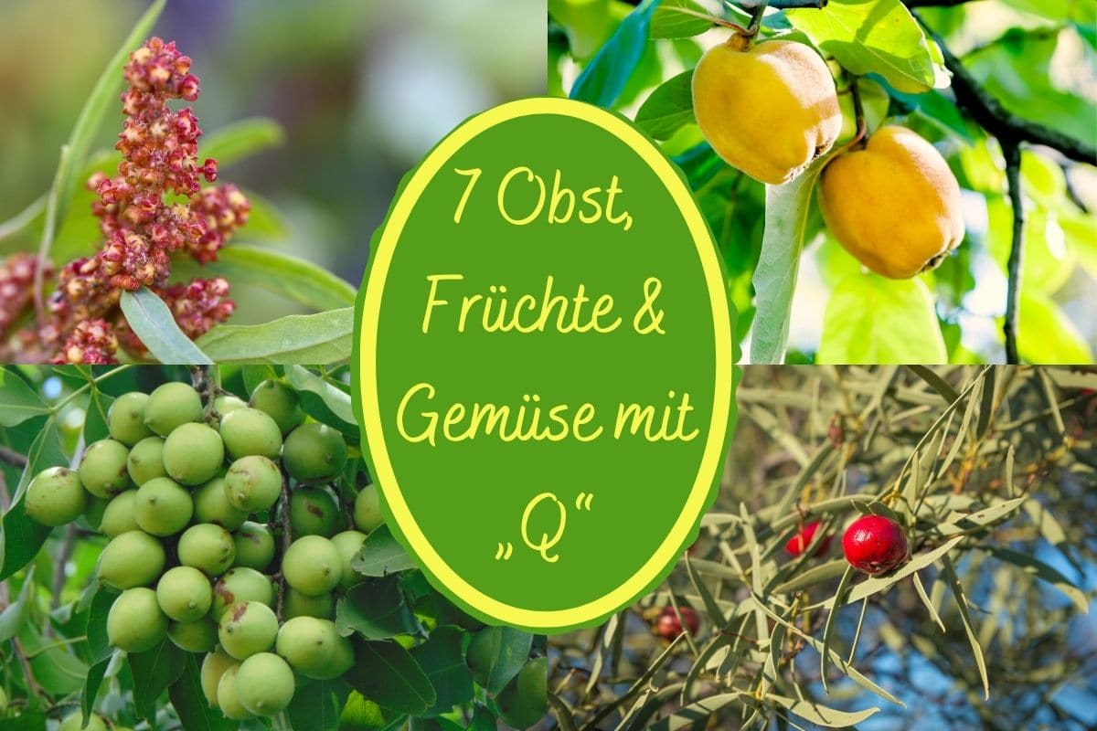 7 frutas, frutas y verduras con “Q” al principio