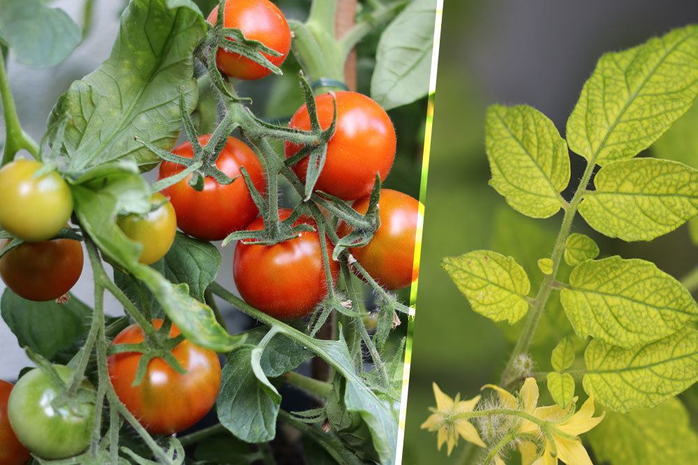 Hojas amarillas en los tomates: causas y soluciones | hojas de tomate
