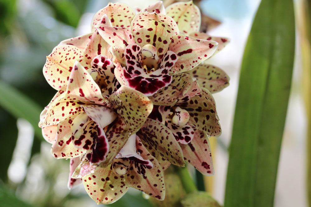 Hojas amarillas/manchas marrones en las orquídeas: ¿qué hacer?