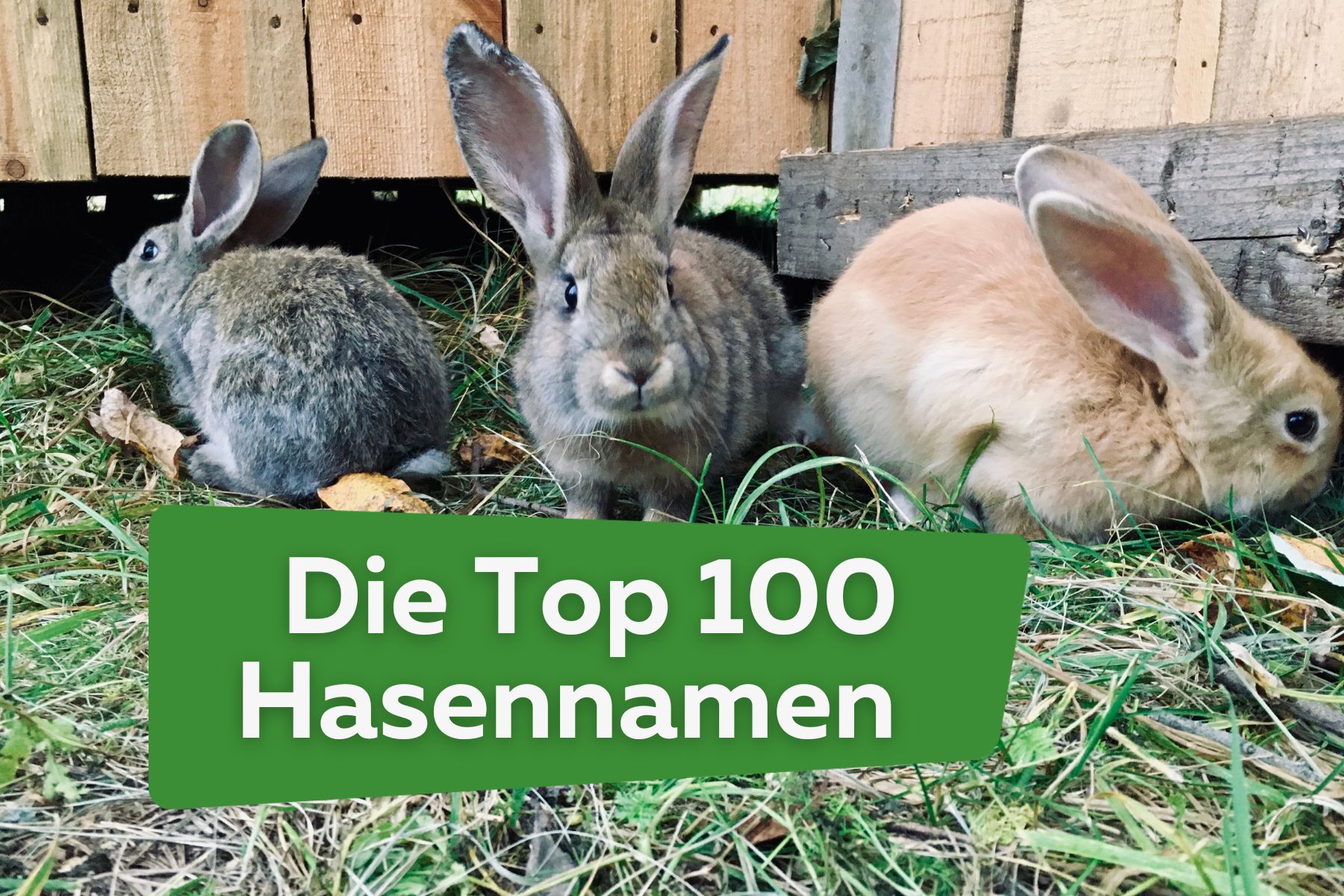 Nombres de conejos de AZ: los 100 mejores nombres para conejos