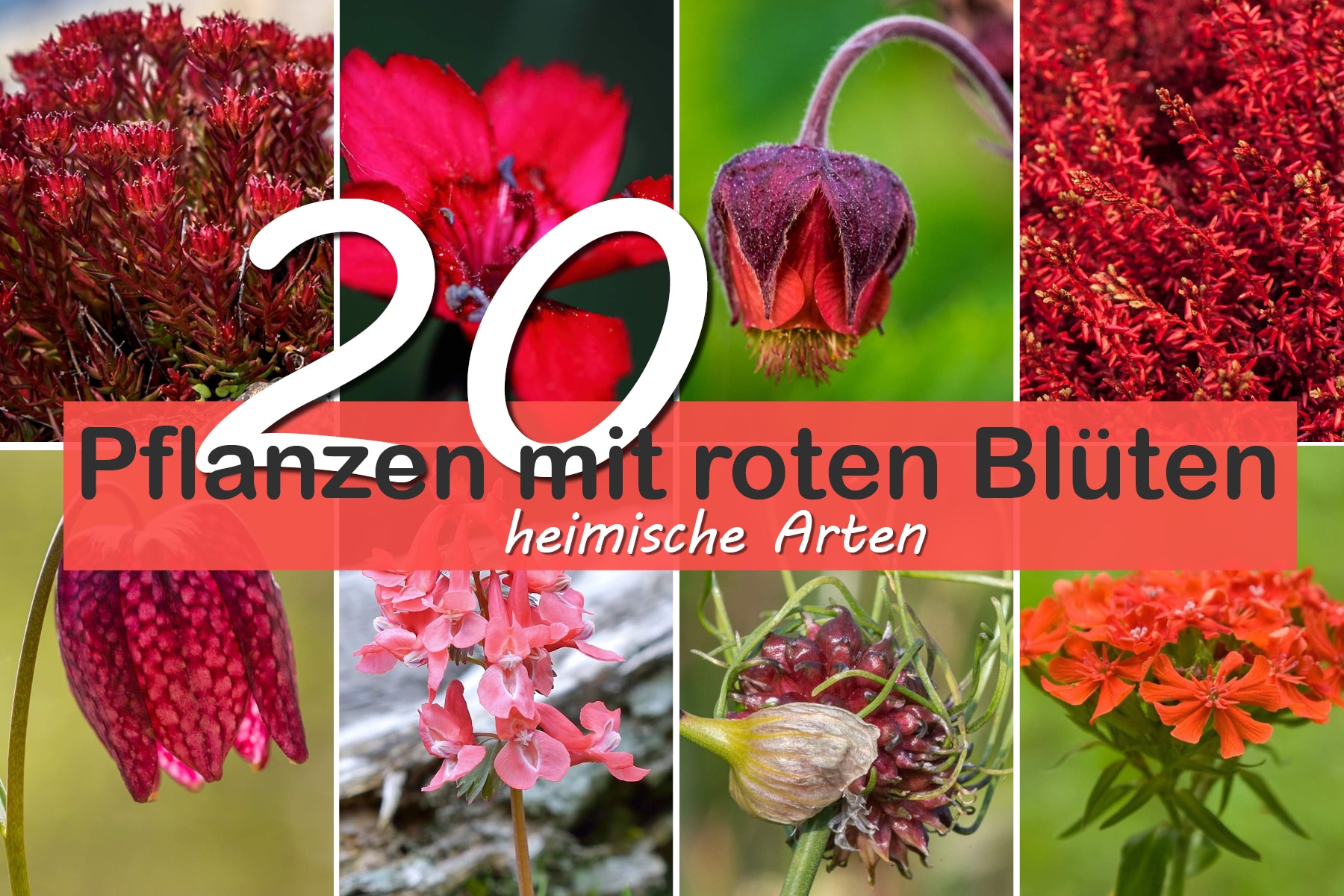 20 plantas nativas con flores rojas