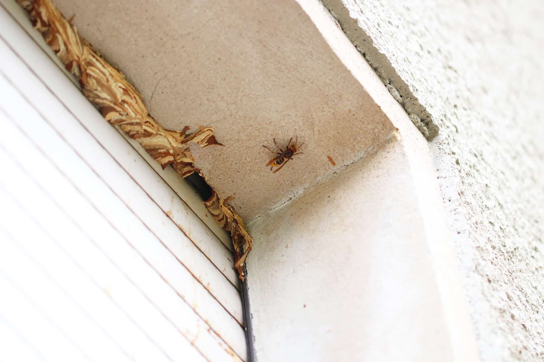 Avispones en la caja de la persiana: ¿qué hacer si hay un nido de avispas en la casa?