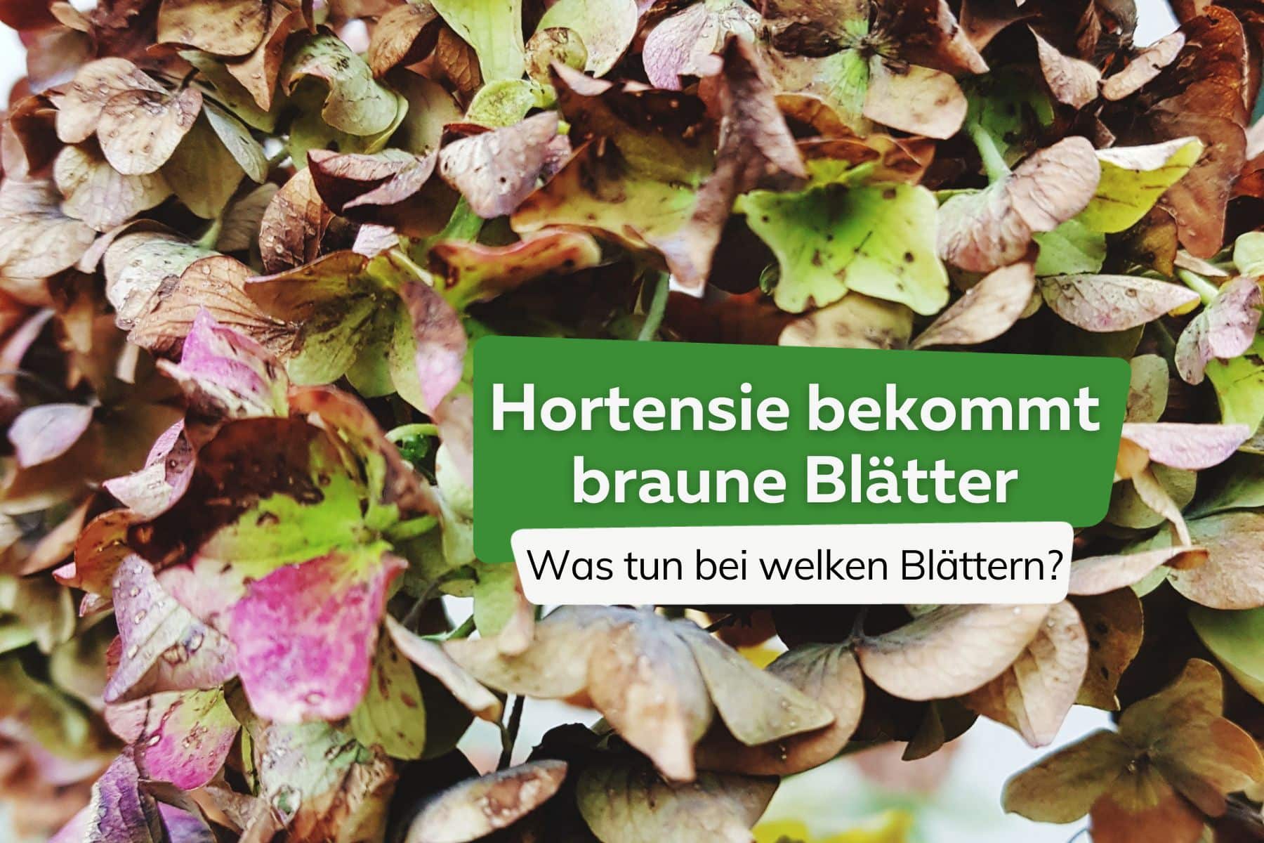 La hortensia adquiere hojas marrones o puntas de hojas marchitas: ¿qué hacer?