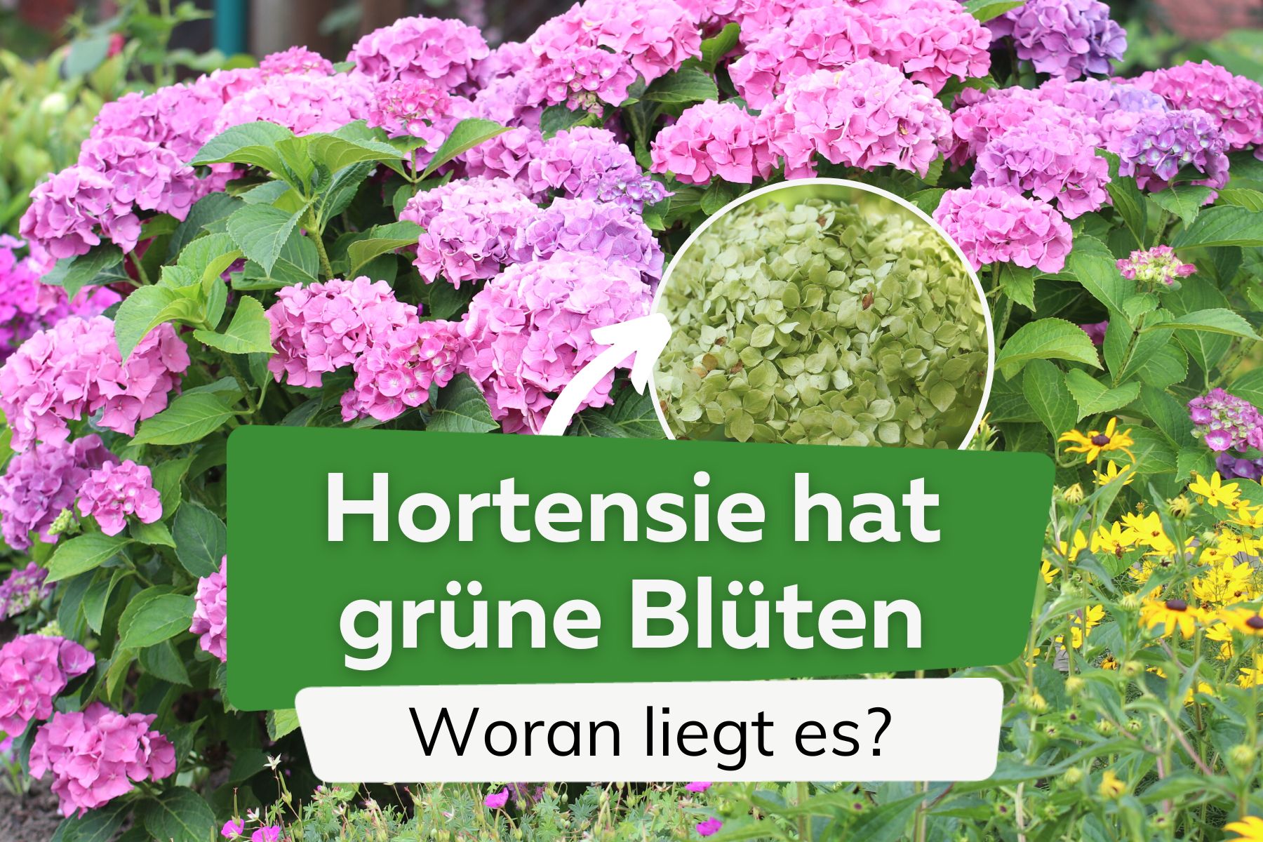 La hortensia tiene flores verdes: por eso se vuelven verdes