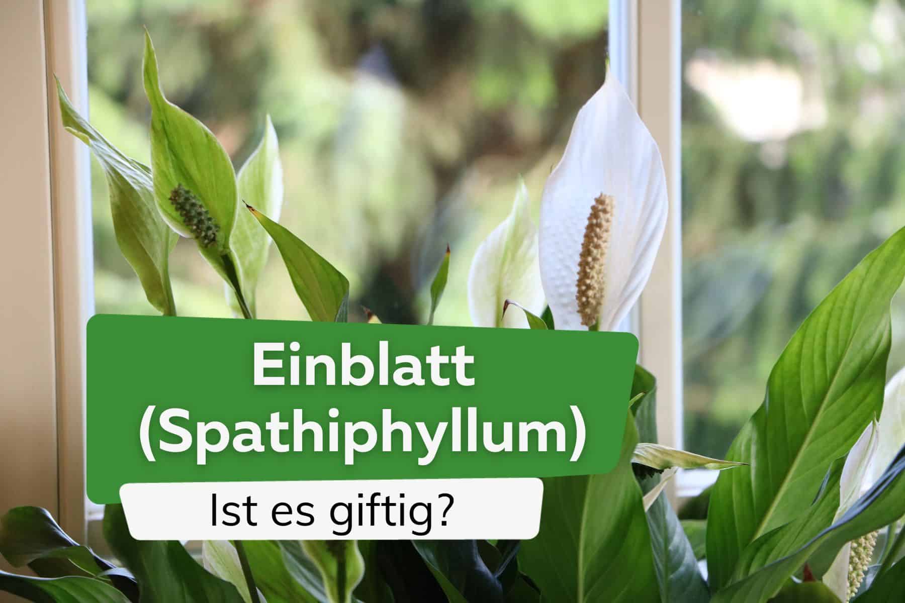 ¿Es venenosa la hoja única (Spathiphyllum)? Riesgos para niños y mascotas