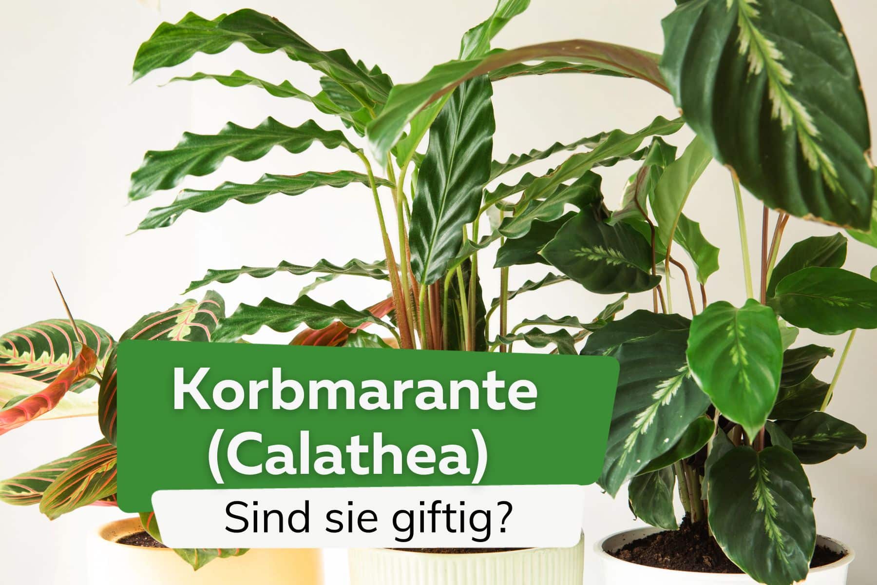¿Es venenosa la cesta marant? – Calathea Rufibarba, Lancifolia y Crocata