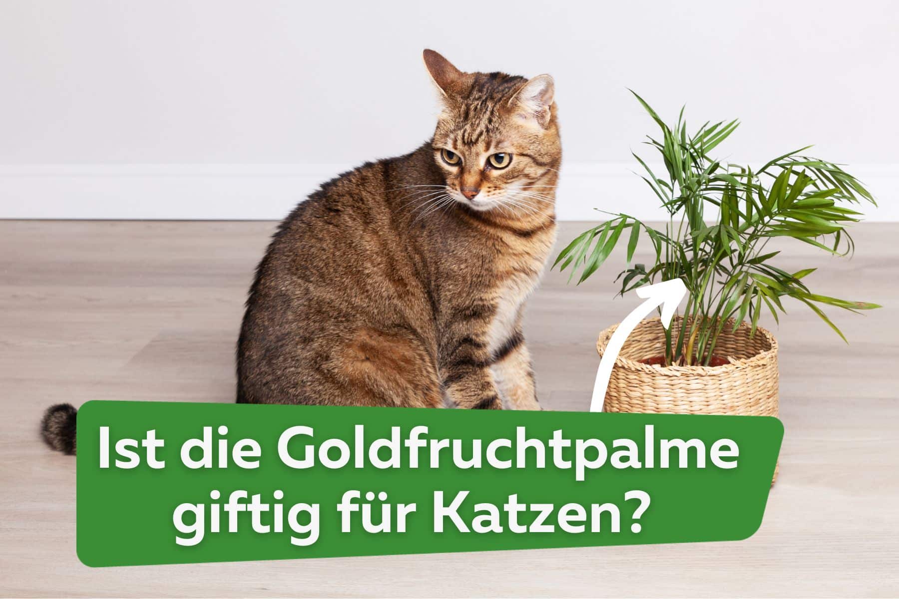 ¿La palma dorada es venenosa para los gatos?