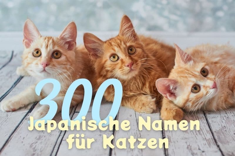 300 nombres de gatos japoneses y nombres de anime