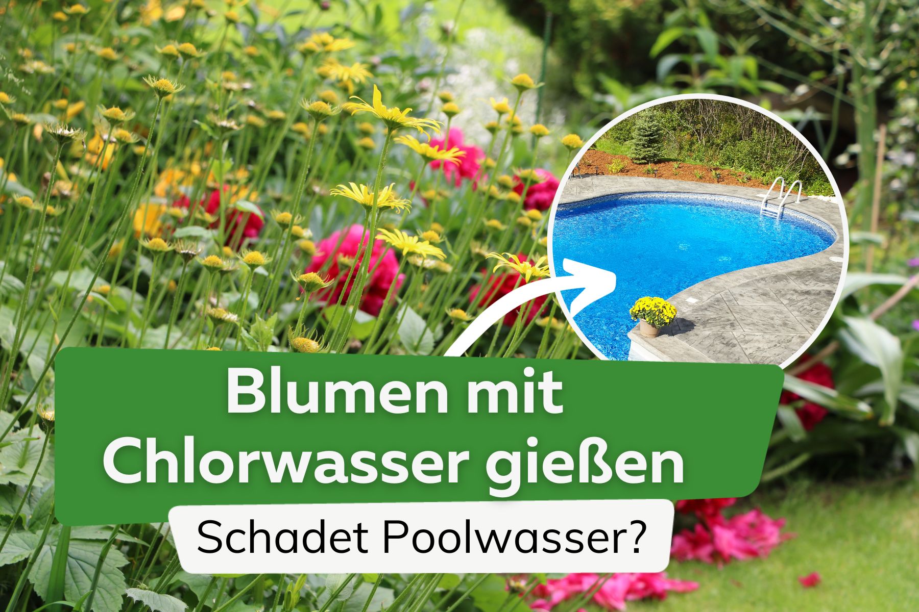 ¿Se pueden regar las flores con agua clorada? ¿Es dañina el agua de la piscina?