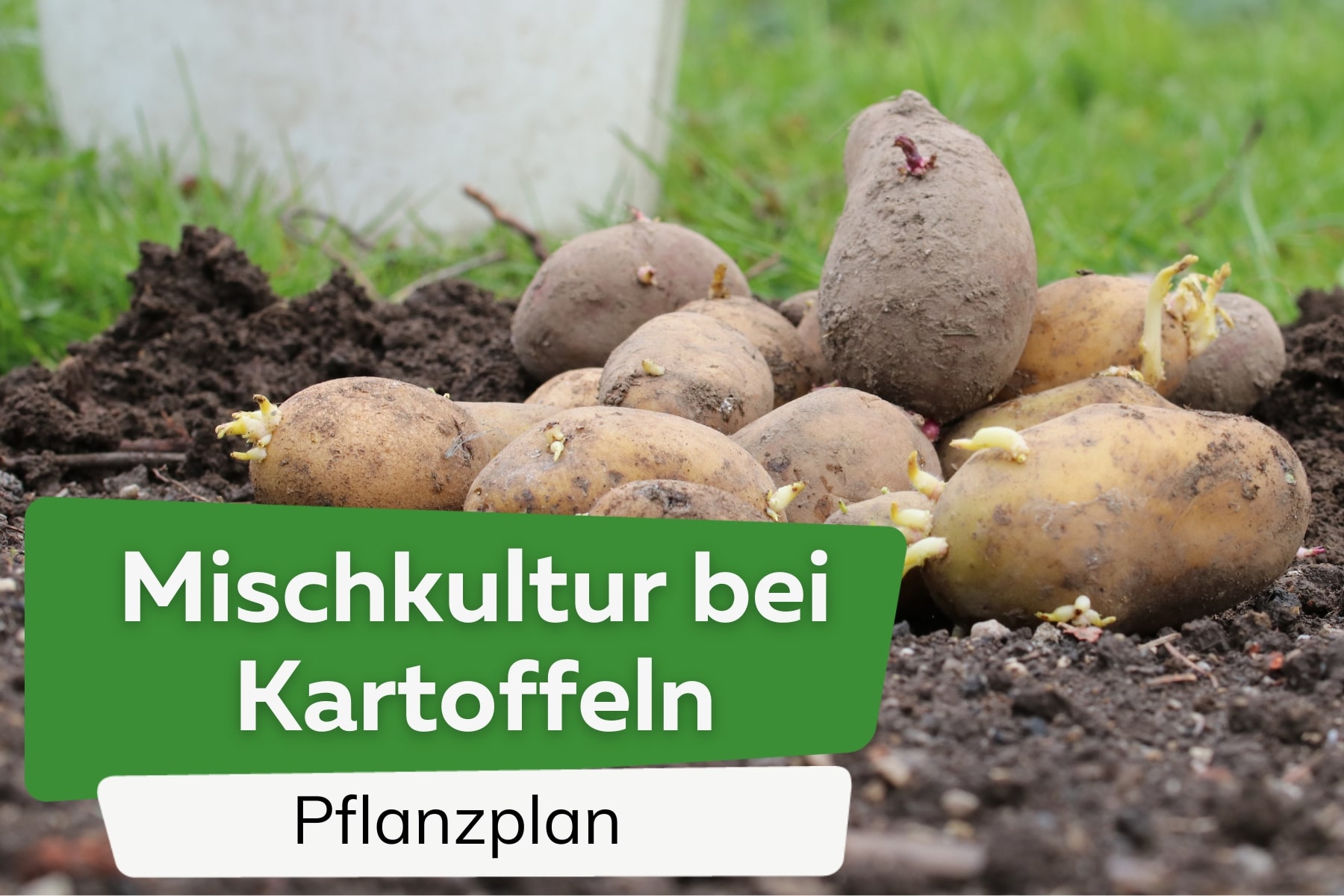 Cultivo mixto de patatas: 10 buenos vecinos | Plan de plantación