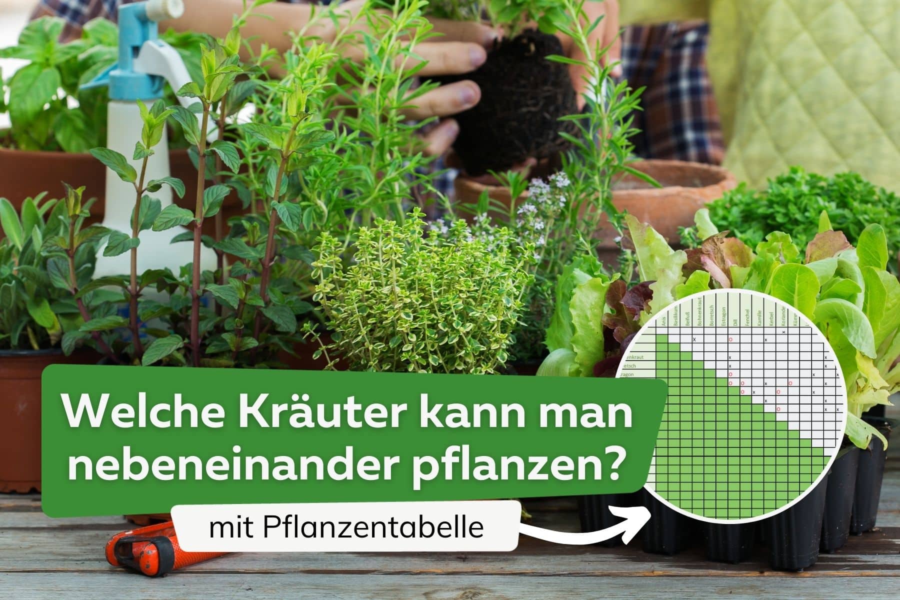 ¿Qué hierbas van juntas una al lado de la otra? mesa de plantas