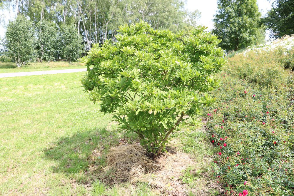 Trasplante de magnolias | Instrucciones en 11 pasos | Proteger el sistema raíz.