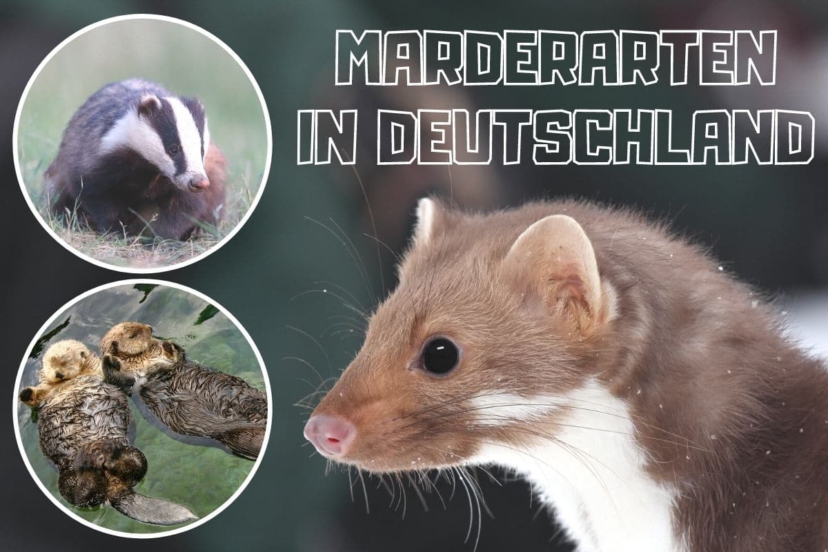 10 especies de martas autóctonas de Alemania