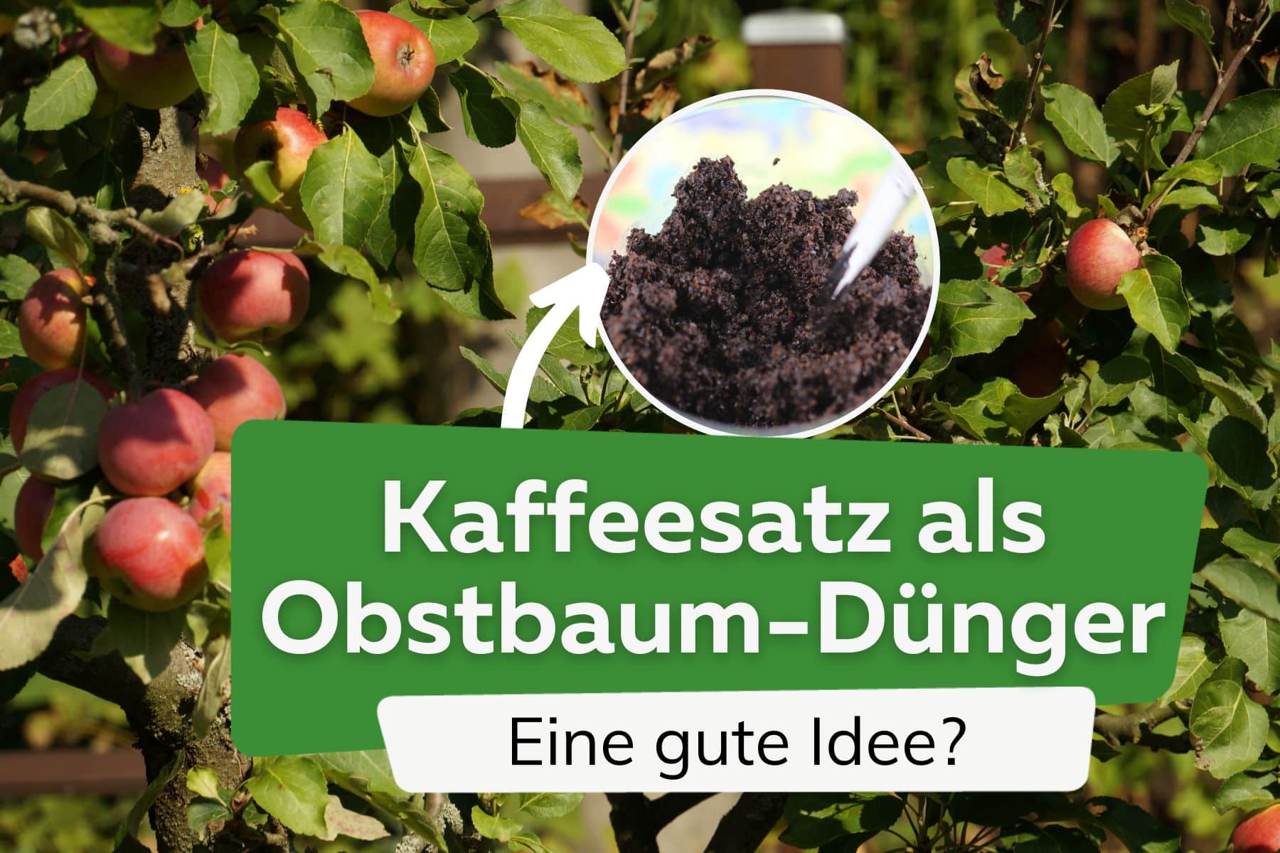 ¿Se pueden fertilizar árboles frutales con posos de café?