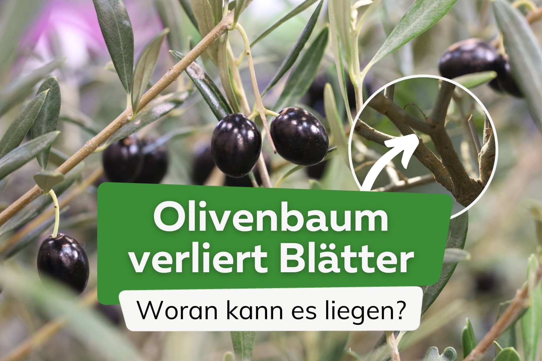 El olivo pierde hojas: causas y ayuda