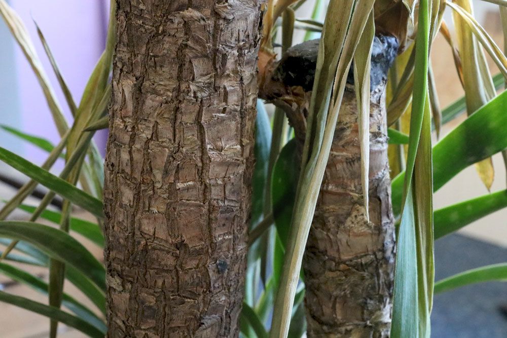 La palma de yuca tiene hojas amarillas y manchas marrones: ¿qué ayuda?