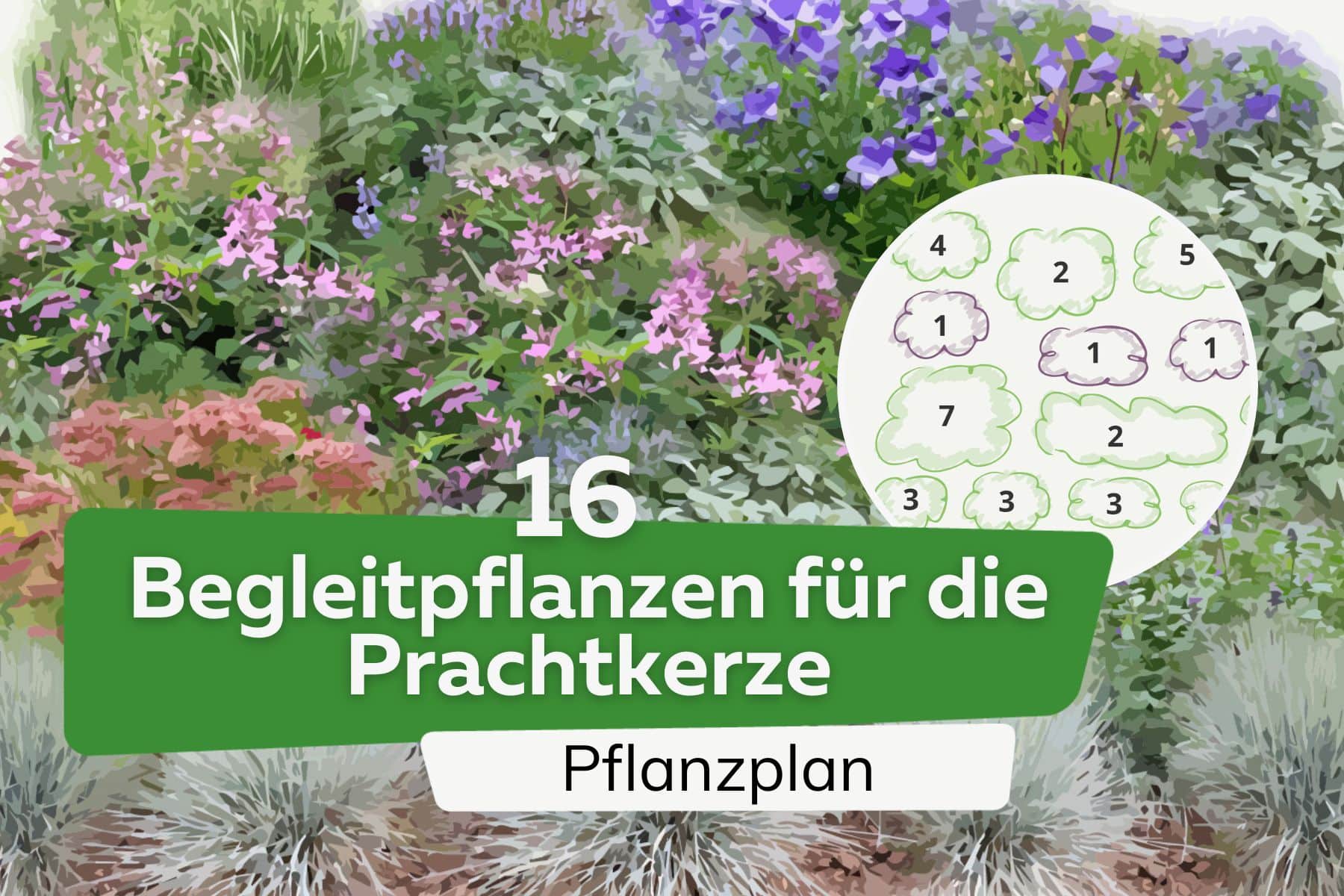 Combina magníficas velas: 16 hermosas plantas acompañantes | Plan de plantación