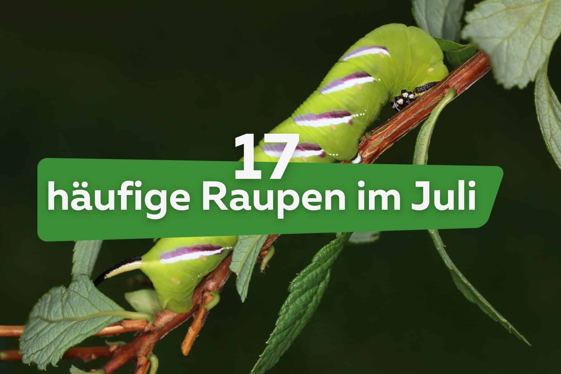 Orugas en julio: 17 especies comunes