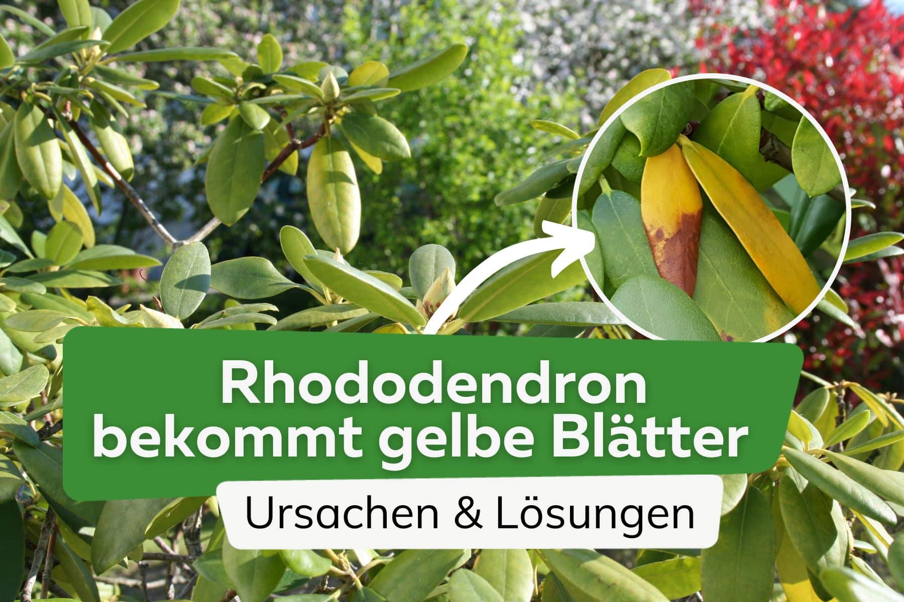 El rododendro tiene hojas amarillas - ayuda rápida