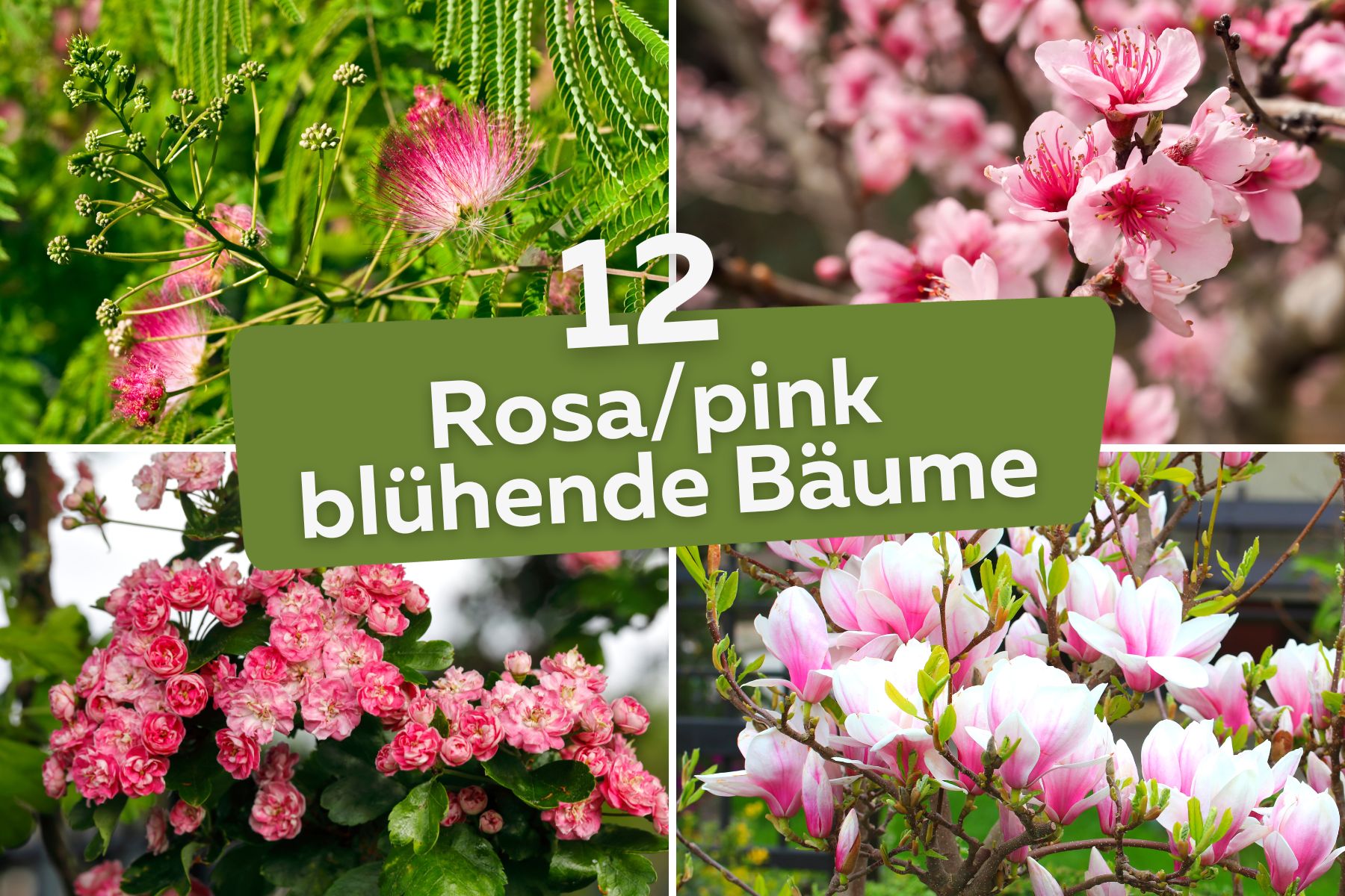 12 árboles con flores rosa/rosa