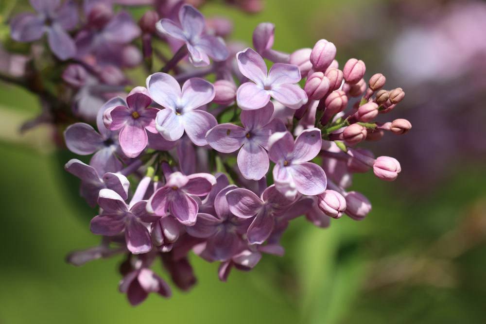 ¿Las lilas y las flores lilas son tóxicas para las personas, los gatos o los perros?