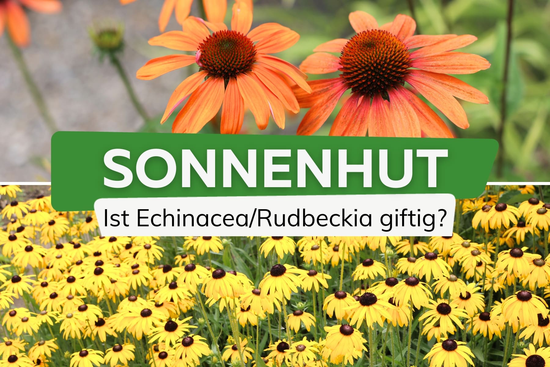 ¿Es venenosa la equinácea (Echinacea/Rudbeckia)? Información para niños y mascotas.