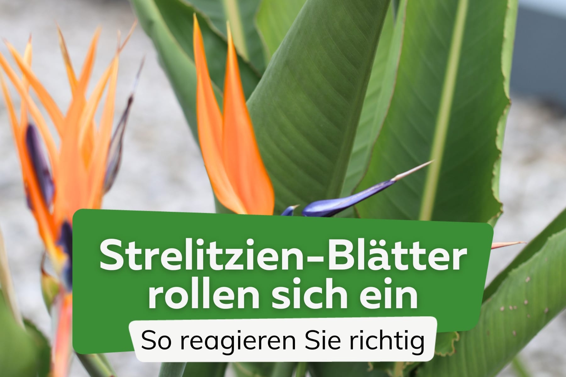 Las hojas de Strelitzia se enrollan: ¿qué hacer?