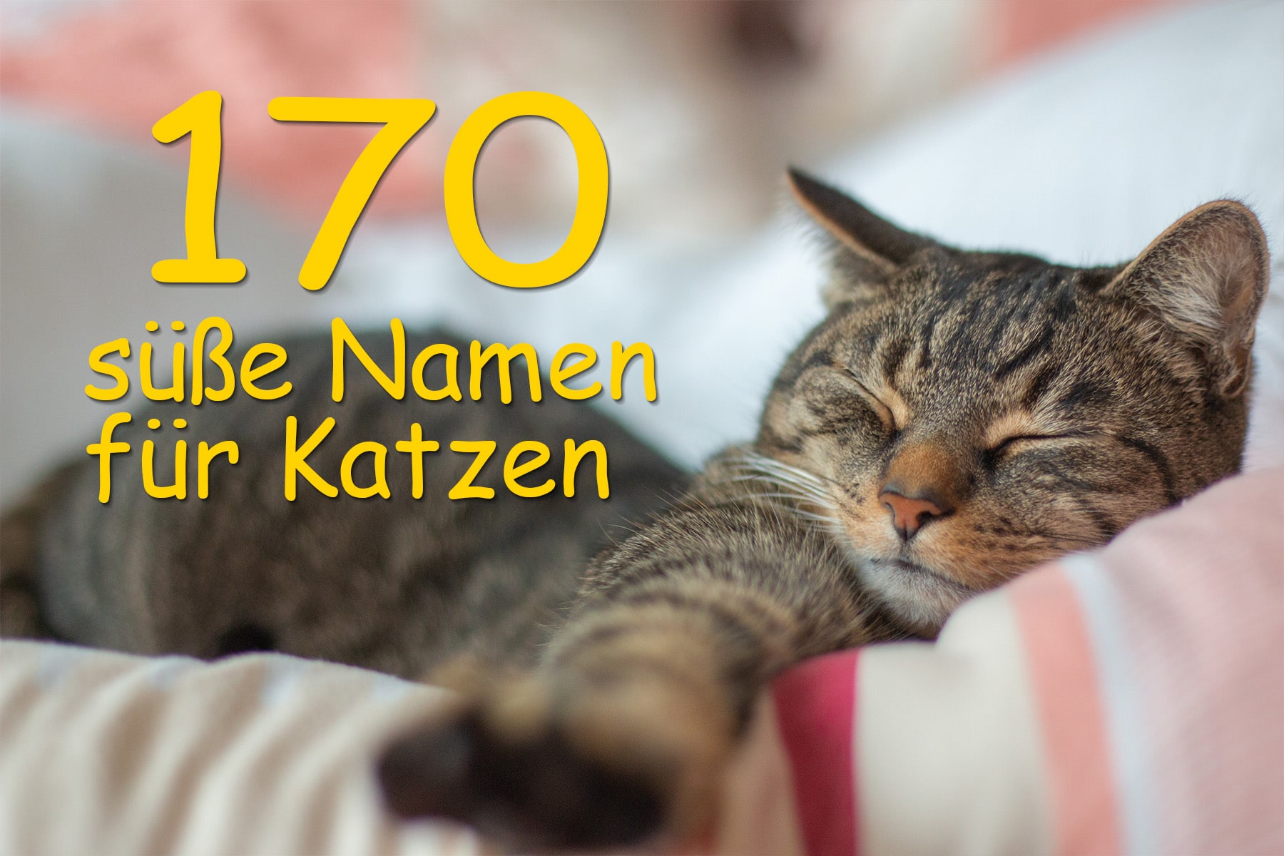 Lindos nombres de gatos: 170 nombres femeninos/masculinos