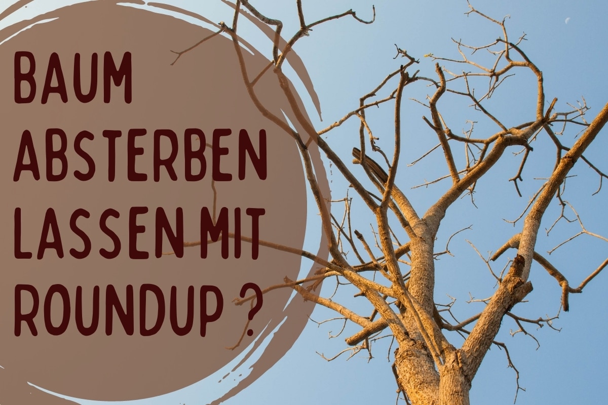Dejar morir un árbol con Roundup: ¿está permitido?