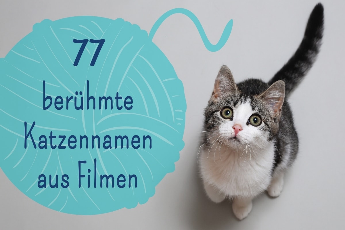 77 gatos famosos y nombres de gatos de películas