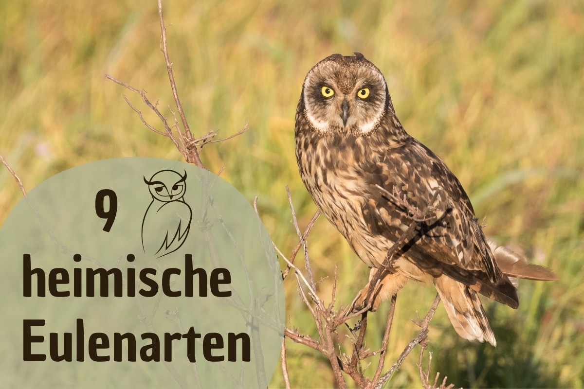 9 especies de búhos autóctonos de Alemania con foto