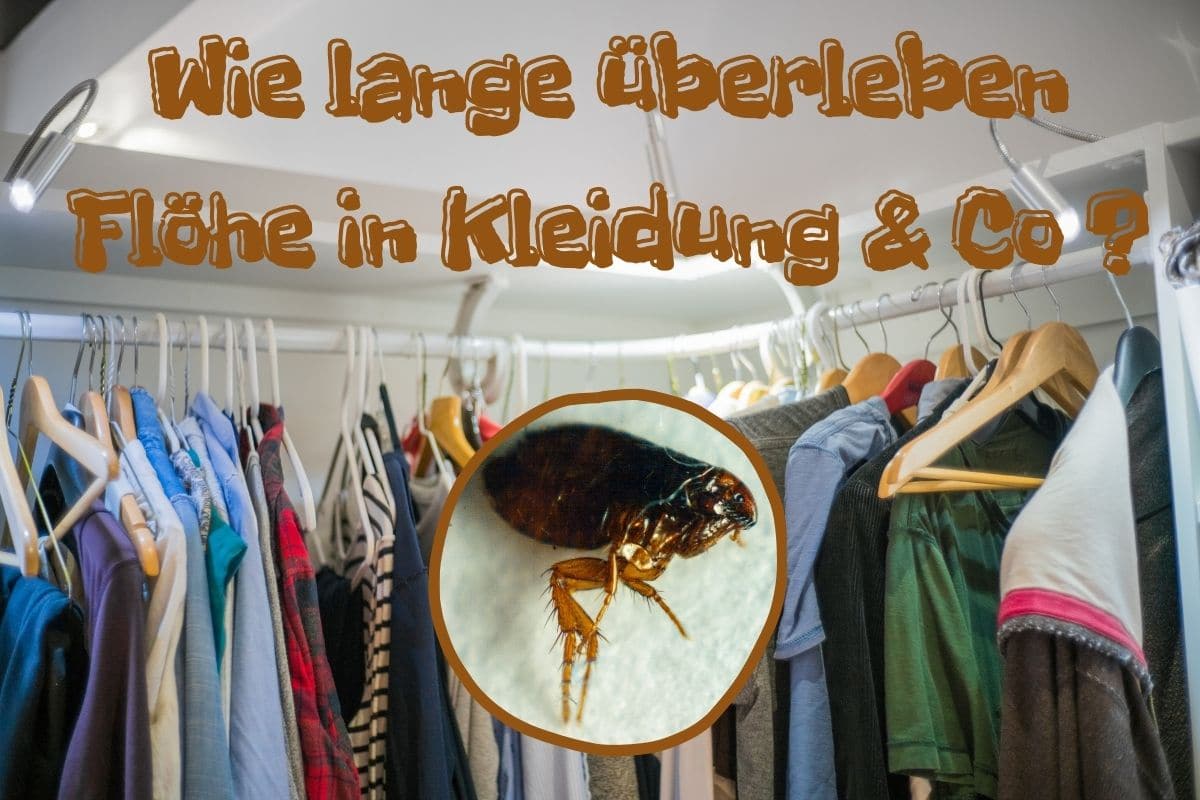 ¿Cuánto tiempo sobreviven las pulgas en la ropa, etc.?